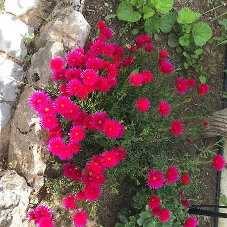 Villa Vivenda Rosa Albufeira Fontainhas (Faro)