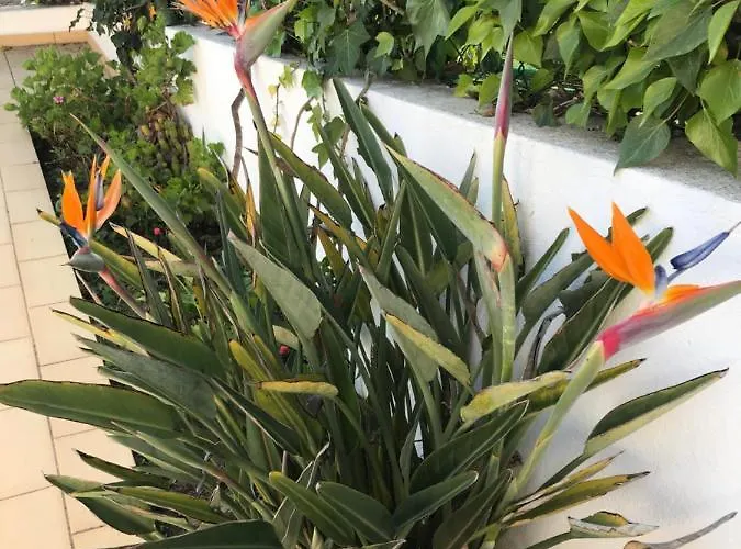 Villa Vivenda Rosa Albufeira Fontainhas (Faro)