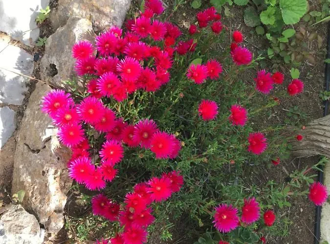 Villa Vivenda Rosa Albufeira Fontainhas (Faro)